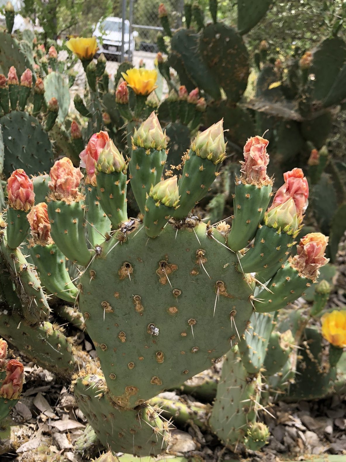 image of a blooming prickly pear cactus