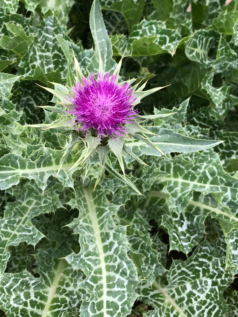 a purple milk thistle with white-veined leaves